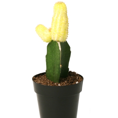 Grafted Cactus - Moon Cactus Yellow